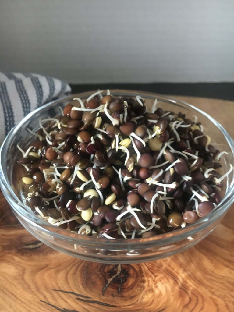 sprouted black lentils in bowl