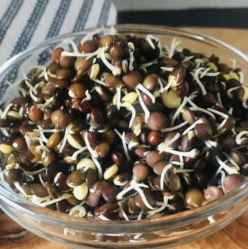 sprouted black lentils