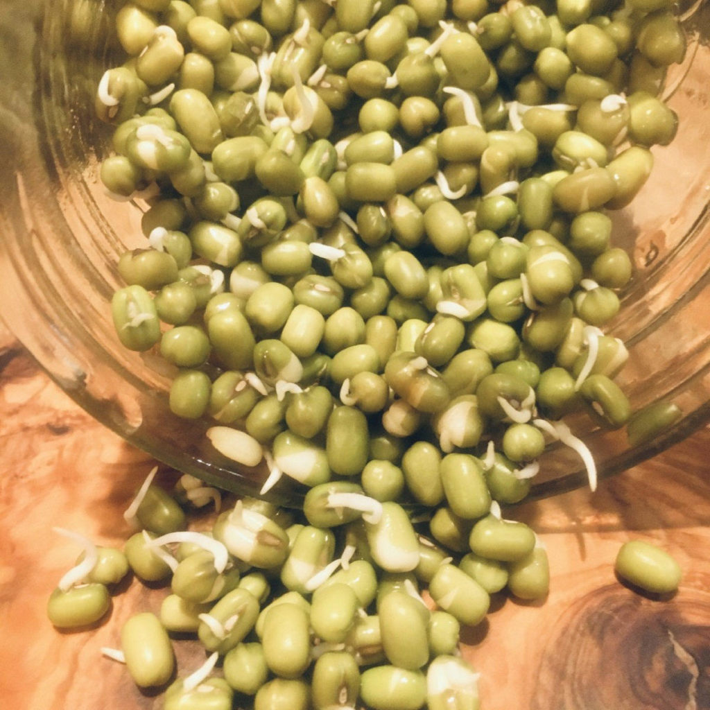 sprouted mung beans in mason jar