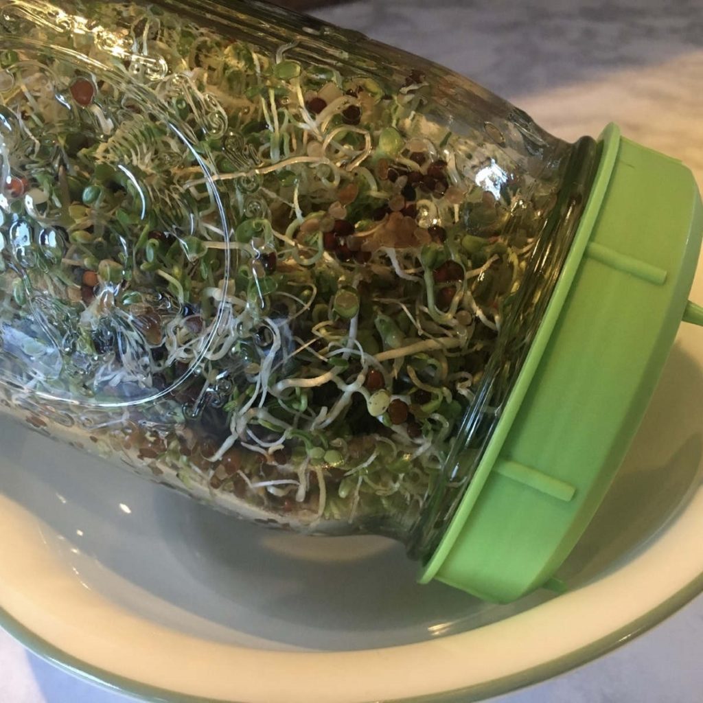 sprouted black lentils in mason jar
